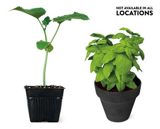 6" Vegetable or Herb Assortment