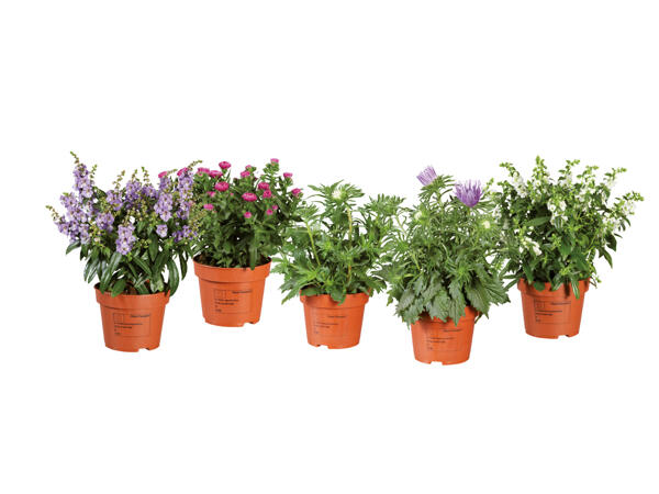 Sommarblommor, mix