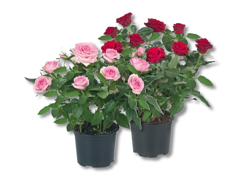 Rosiers en pot, dès 27.8.