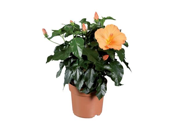 Hibiscus