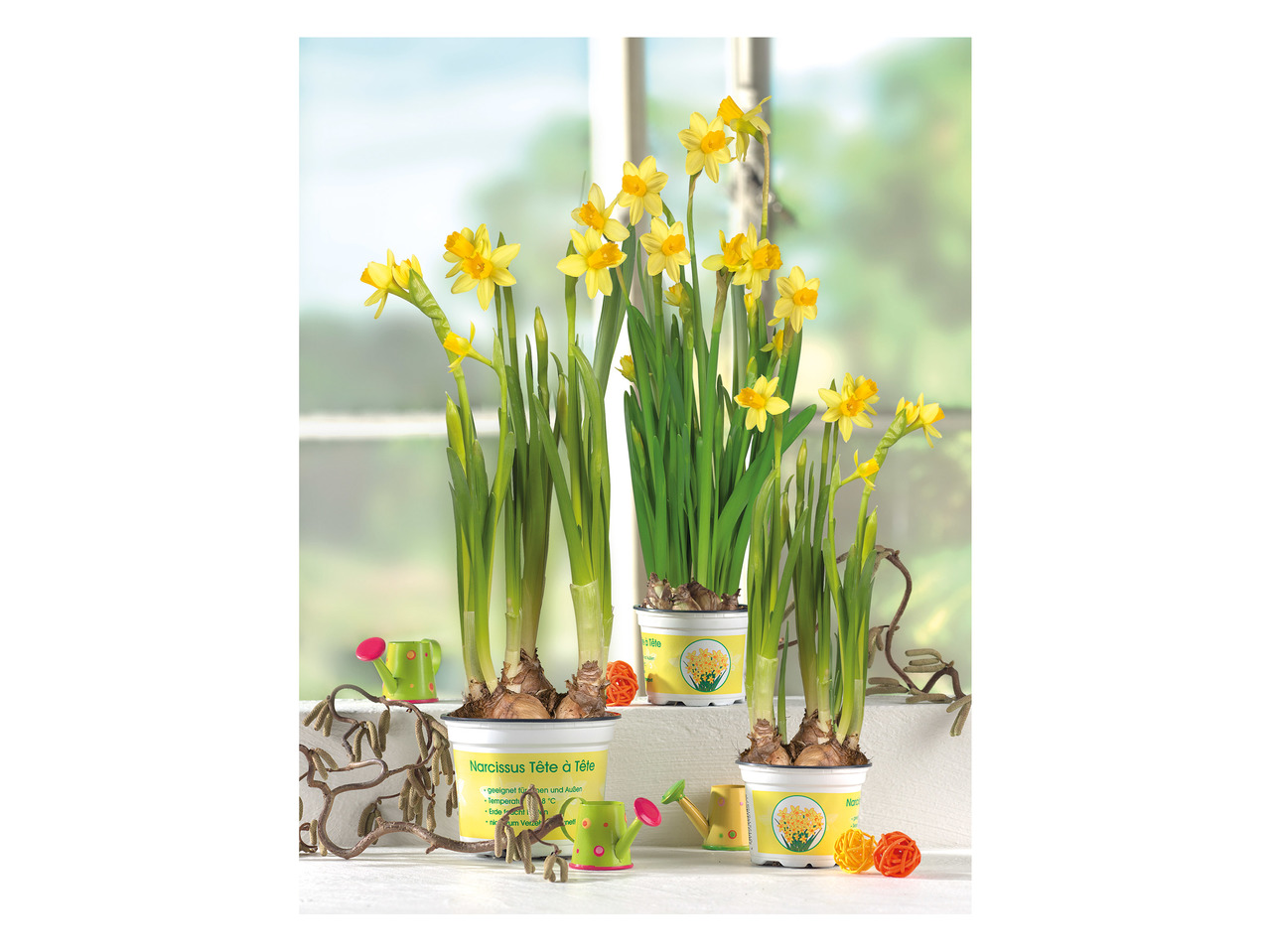 Daffodils1