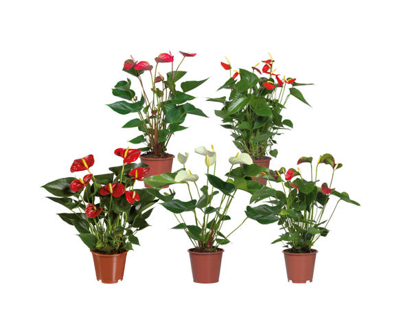Rosenkalla
