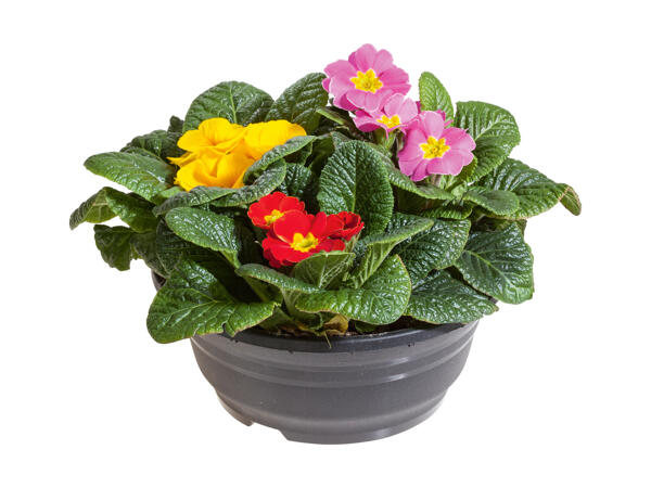 Trefarvet Primula i skål