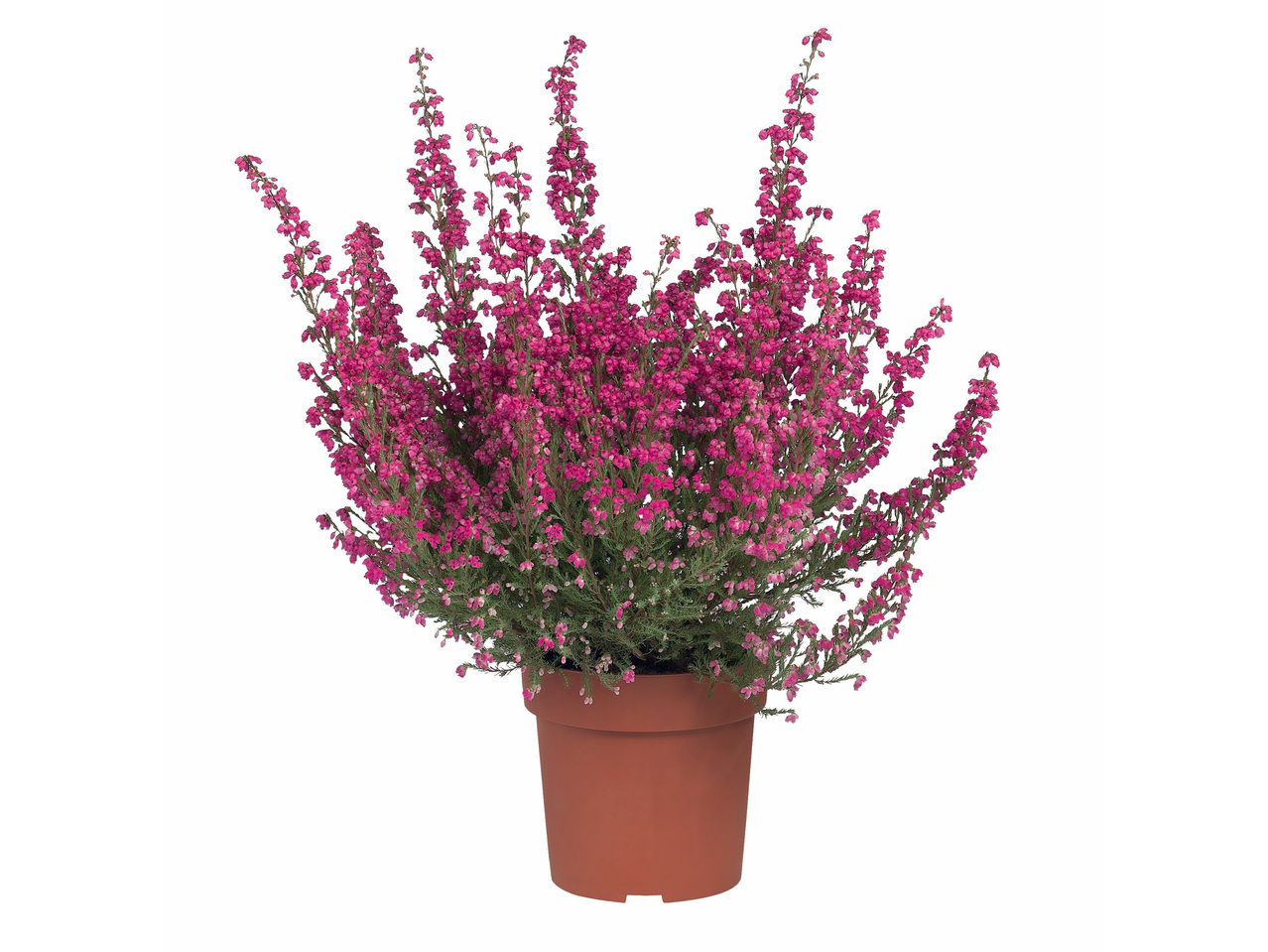 Erica gracilis