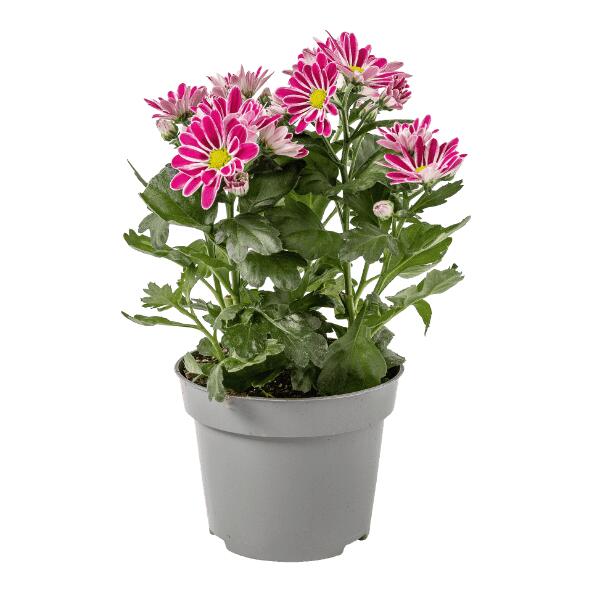 Chrysantheme