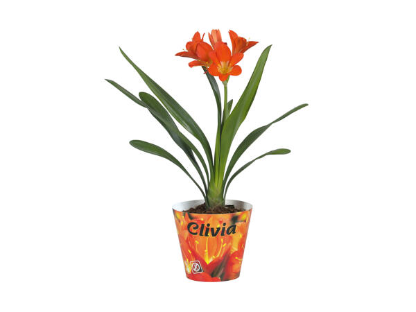 Clivia Miniata