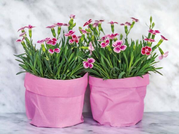 Nellike "Pink kisses"