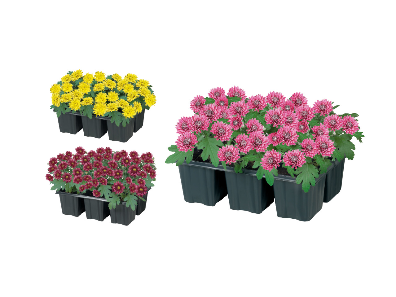 KRYSANTEMUM, 6-PACK
