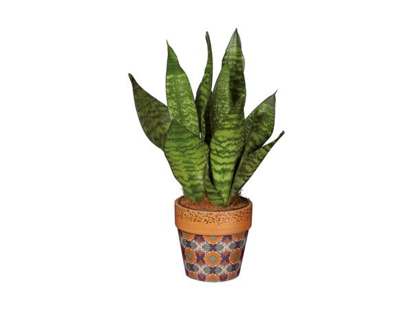 Talavera Houseplant