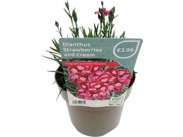 Dianthus Strawberries & Cream
