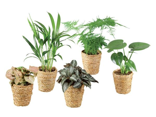 Green plants in basket