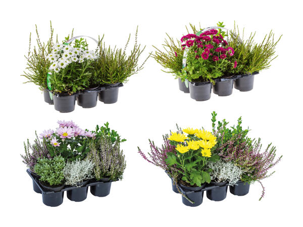 Plantes d'extérieur