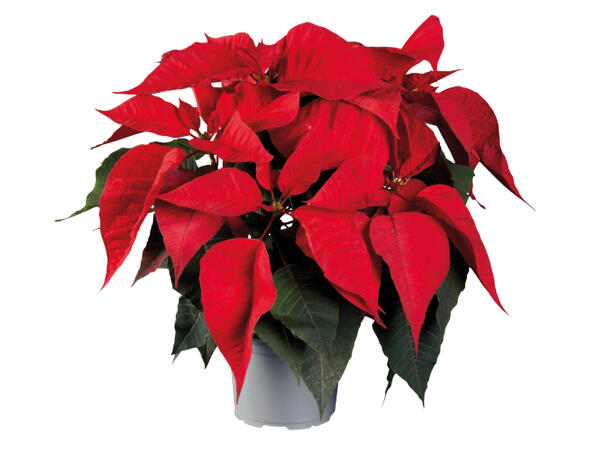 Poinsettia