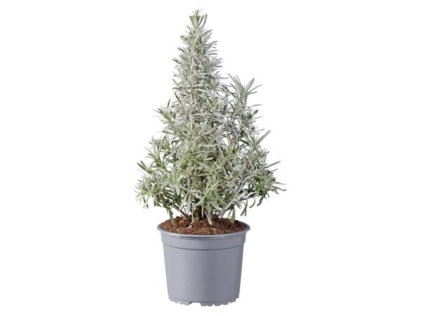 Rosemary or Lavender