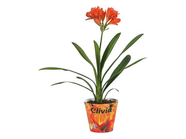 Clivia Miniata