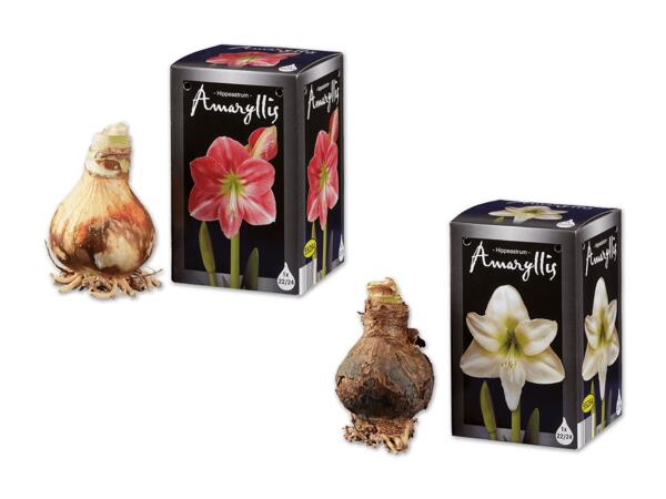 Amarylliszwiebel im Schaukarton
