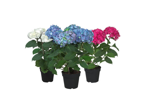 Bollhortensia