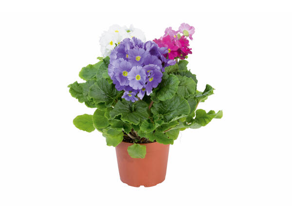 Primula obconica (Primevère)