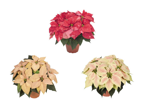 Poinsettia "premium"