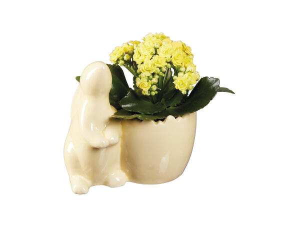 Kalanchoe in Easter Ceramic