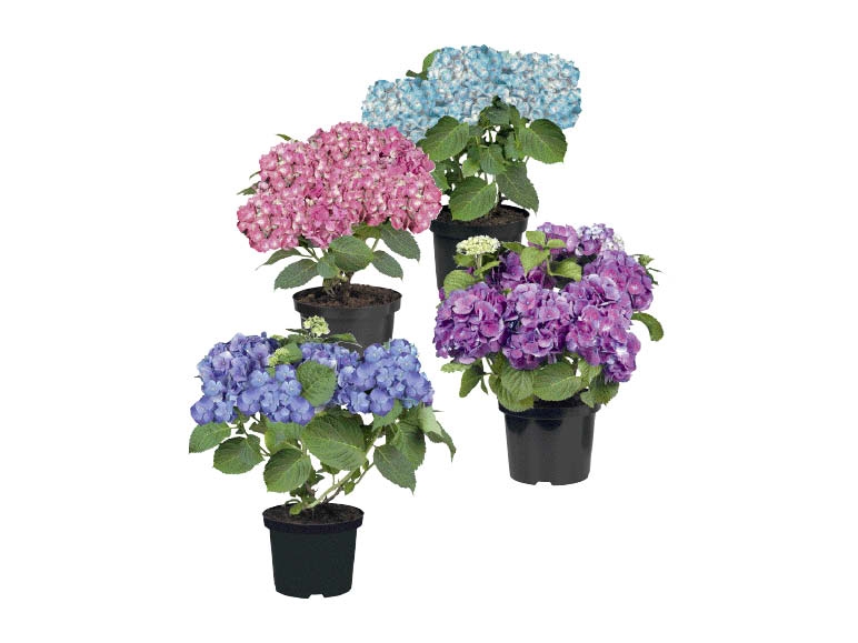 Hortensia de jardin exclusif