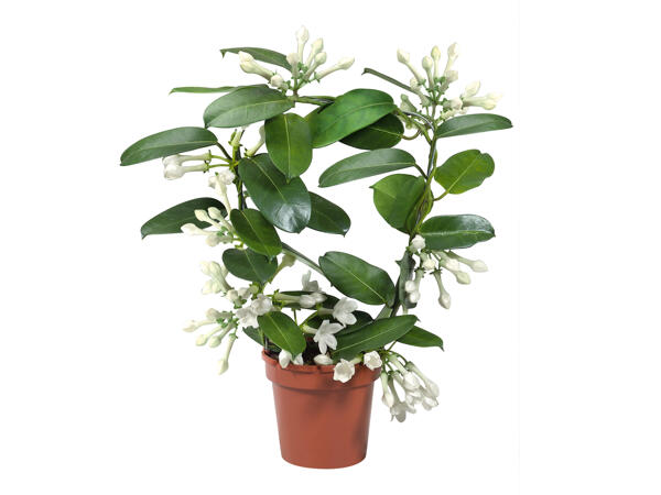 Jasmine and Stephanotis