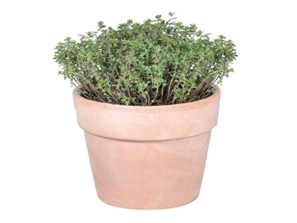Italian Herbs in Terracotta Pot