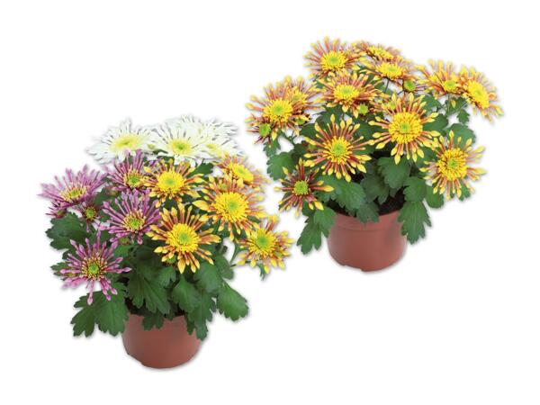 Chrysantheme Sunrise Splash