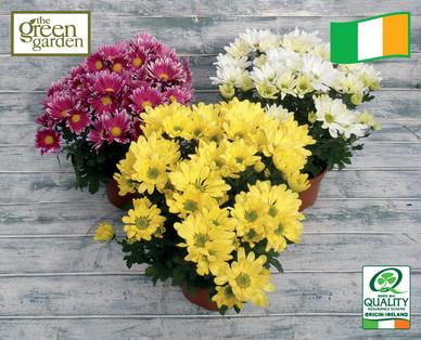 Irish Grown Gardenmum