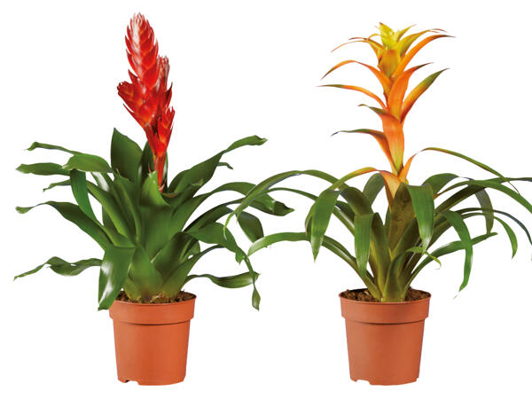 Vriesea oder Guzmania