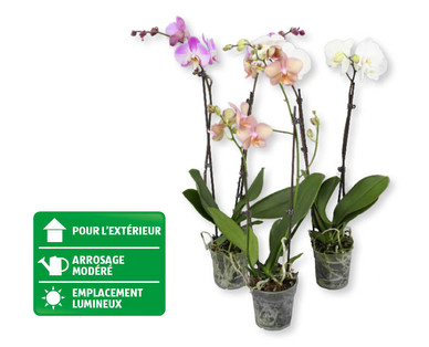 Phalaenopsis