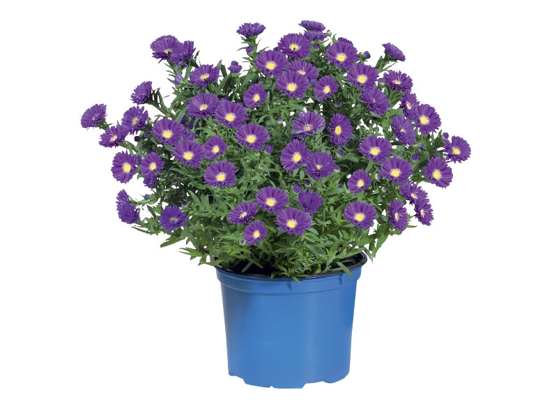 Autumn Aster
