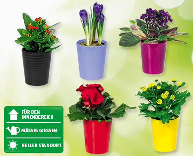 GARDENLINE(R) Blühende Zimmerpflanze
