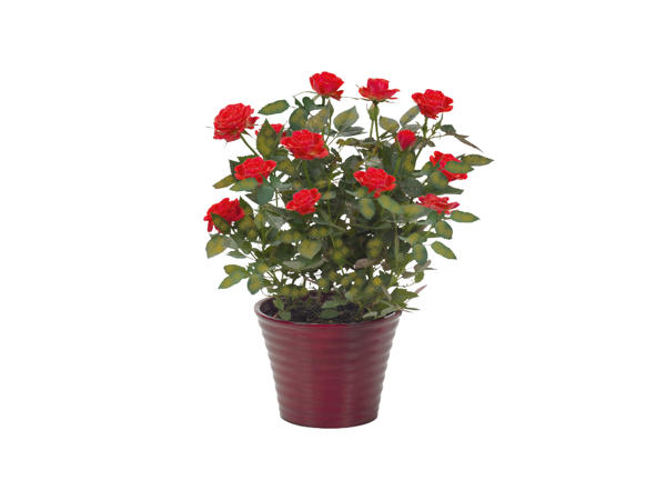 Standard Rose