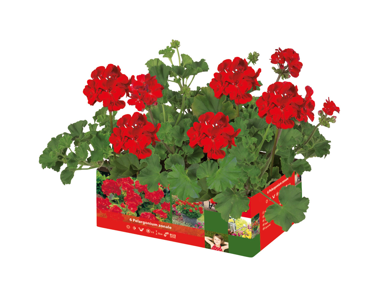 Upright Geranium1