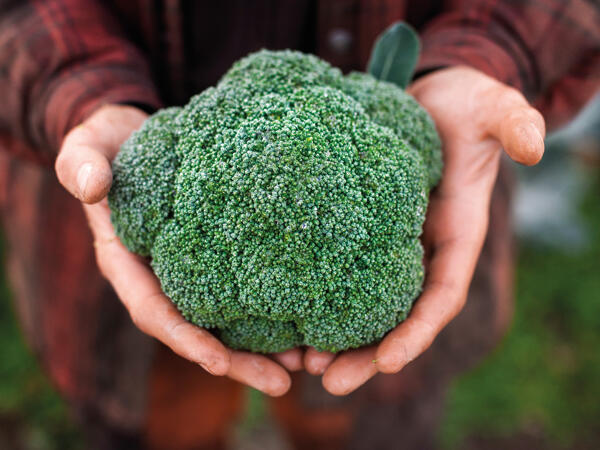 Dansk broccoli