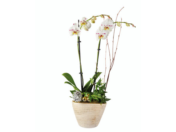 Orchidée dans un pot en céramique avec décoration de Noël