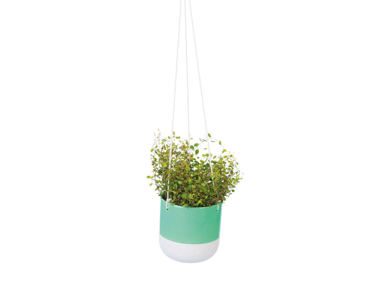 Groene plant in keramieken hangpot