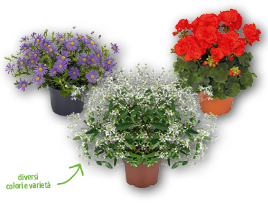 Fiori da balcone