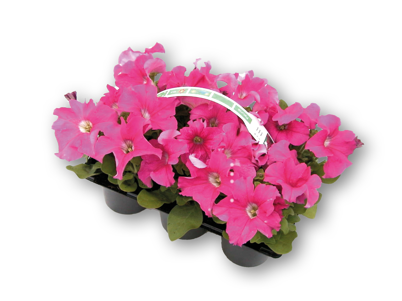 Petunia i 6'er bakke