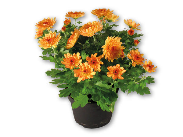 Dansk chrysanthemum
