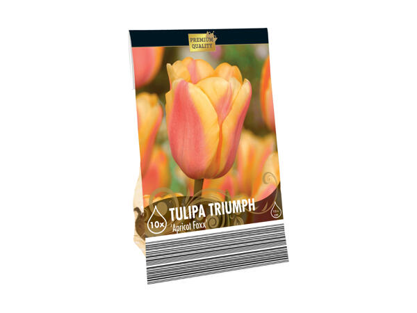 Blomsterløg Premium