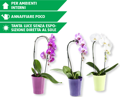 Phalaenopsis Cascade