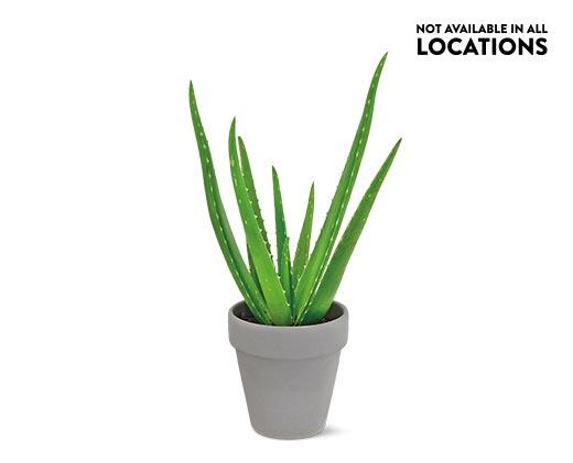 Aloe Vera Plant