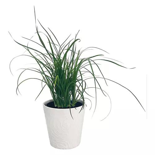 5" Foliage Plant - Assorted