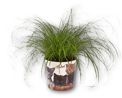 Katzengras