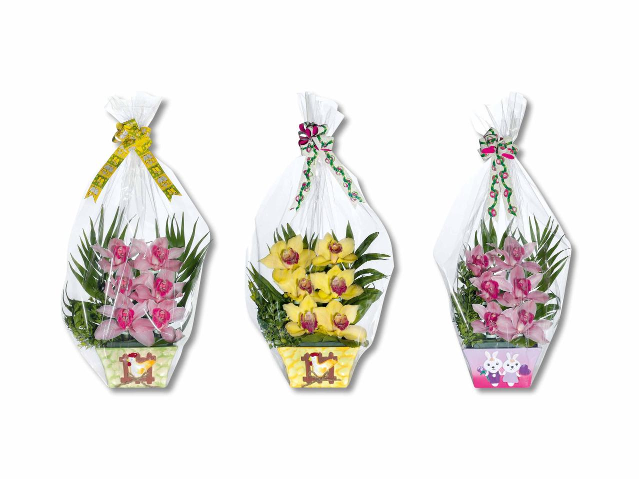 Orchidées, 6 fleurs