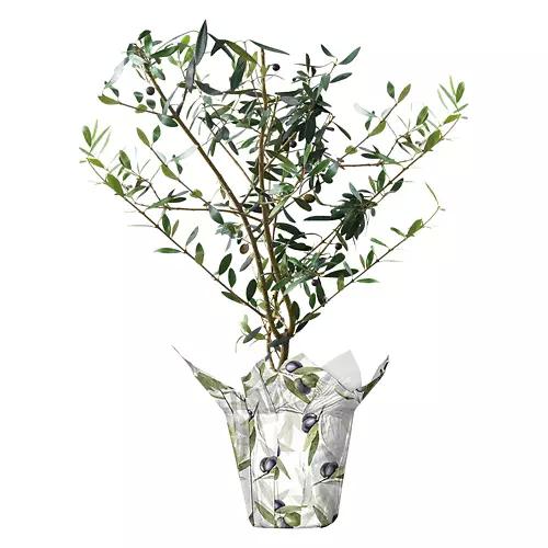 5" Olive Tree