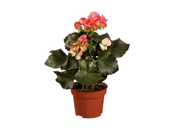 Begonia