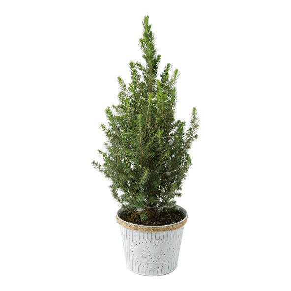 Petit sapin de Noël illuminé